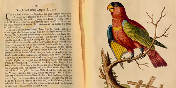 Photo of a book with a color illustration of a Black-capped Lory.