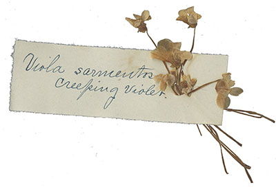 Pressed specimen of Viola sarmentosa (creeping violet).