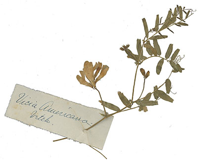 Pressed specimen of Vicia Americana (vetch).