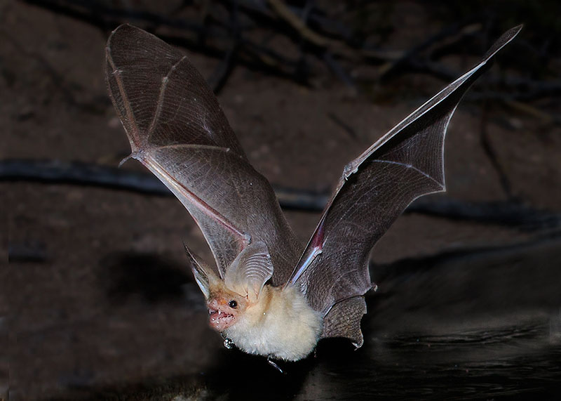 A bat with light golden body fur and brown wings flies across with its wings stretched out on an upstroke and its mouth open to show fangs.