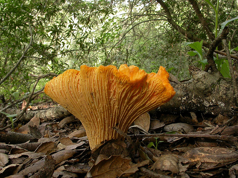  An enormous ribbed, orange-gold mushroom with a ruffled top edge grows from a pile of dried leaves on the forest floor.