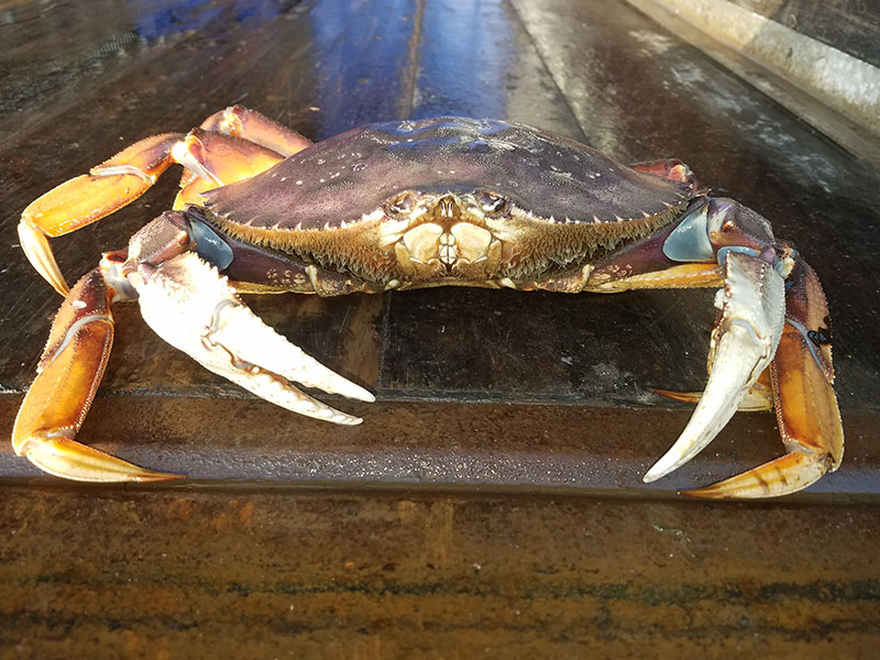 An enormous Dungeness crab sits on a weathered wooden plank surface, appearing to stare straight at the viewer.