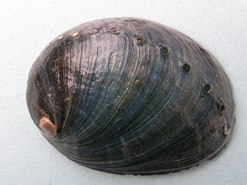 Closeup of a large, oval shell in shades of slightly iridescent blue and blue-black. A line of small holes follows the shell’s curvature across the middle.