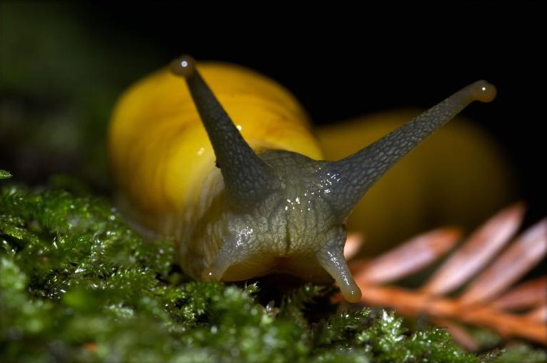 Closeup of a slimy-looking banana slug crawling over moss. Its head and eyestalks are a greenish-brown color while its body is bright yellow.