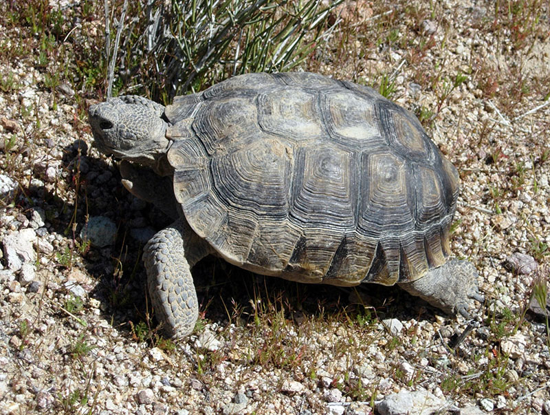 California state symbol: Desert tortoise (gopherus agassizi), State Reptile