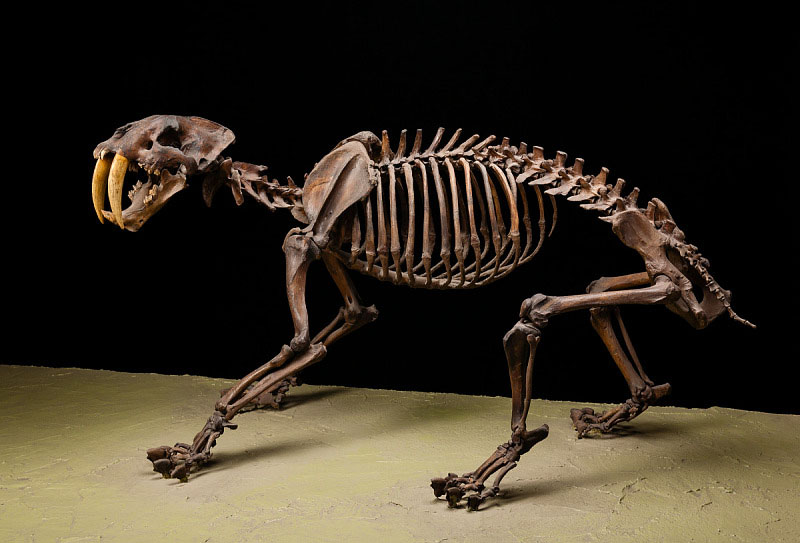 Skeleton of a Smilodon californicus posed as if half-crouching. Its enormous upper canines extend to the bottom of its open jaw.