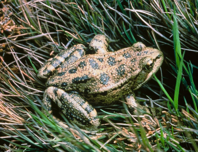 California state symbol: California red-legged frog (Threatened)