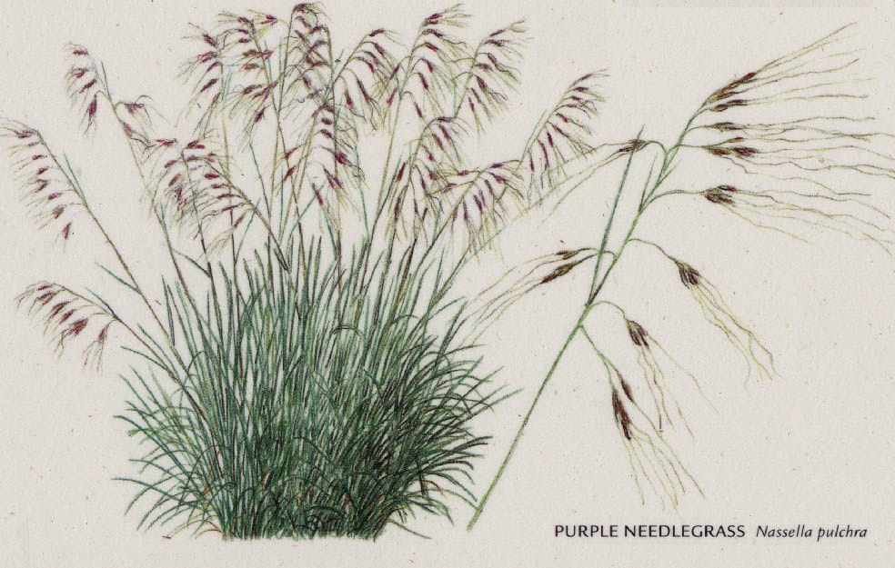 California state symbol: Nassella pulchra, State Grass