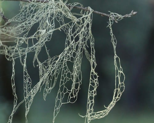 Lace Lichen (Ramalina menziesii), State Lichen