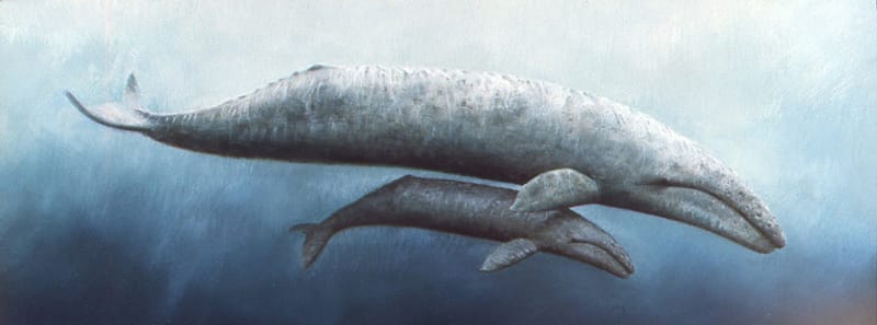 California state symbol: California gray whale (Eschrichtius robustus), State Marine Mammal