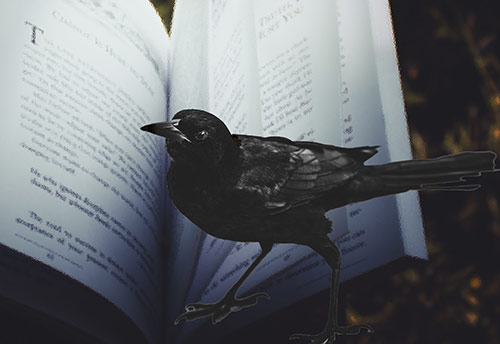 A raven stands in front of an open book.