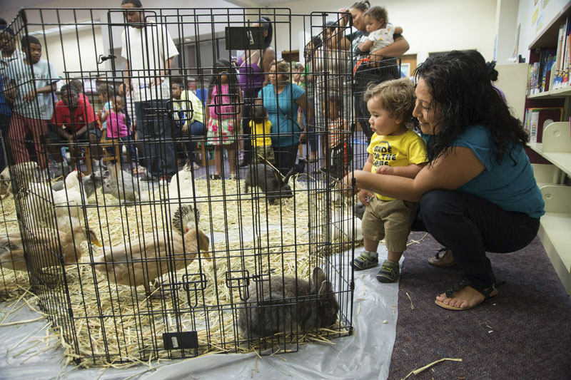 Group of parents, caregivers, and children inside a library building gathered around a small fenced area containing ducks, chickens and rabbits. Photo copyright Terry Lorant.