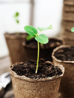 Seedlings in soil